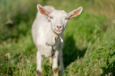 Genç beyaz keçi yaz otlağında ot yer. Beyaz keçi çayırda otluyor..