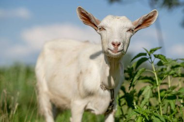 Genç beyaz keçi yaz otlağında ot yer. Beyaz keçi çayırda otluyor..