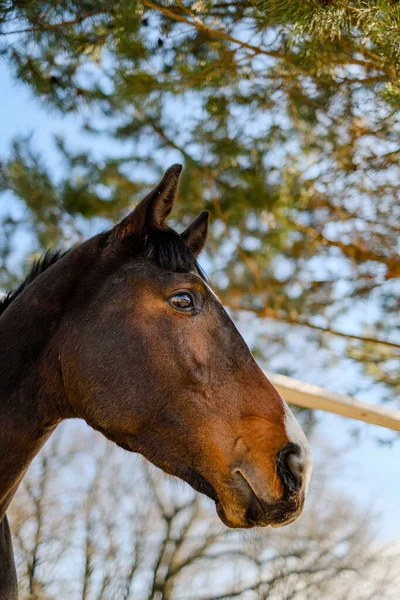 En sporthingst står i en fålla nära stallet. — Stockfoto