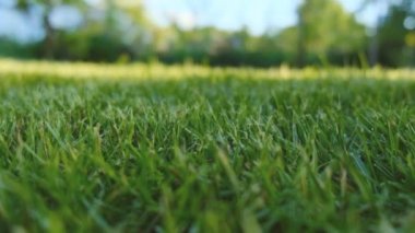 Yazın evin yanında taze yeşil bir çimen büyür..