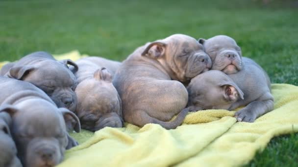 抚养美国霸道的小狗在院子里睡在几只可爱的蓝色小霸狗的草地上 — 图库视频影像