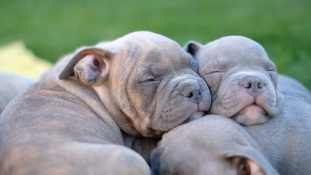 Raising American Bully Puppies Sleeping Yard Grass Several Cute Little — Stock Video