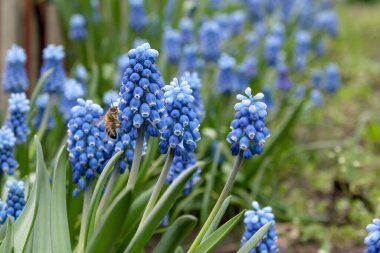 Blooming mouse hyacinth in spring in the garden. Beautiful small blue flowers bloomed in the garden in spring.