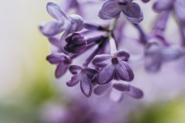 İlkbaharda leylak çiçeği. Leylak çiçekleri kapanıyor. Büyüyen leylaklar.