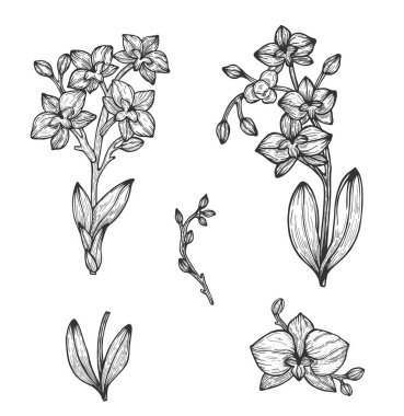 El ile çizim orkide. Vektör çizim. Kroki