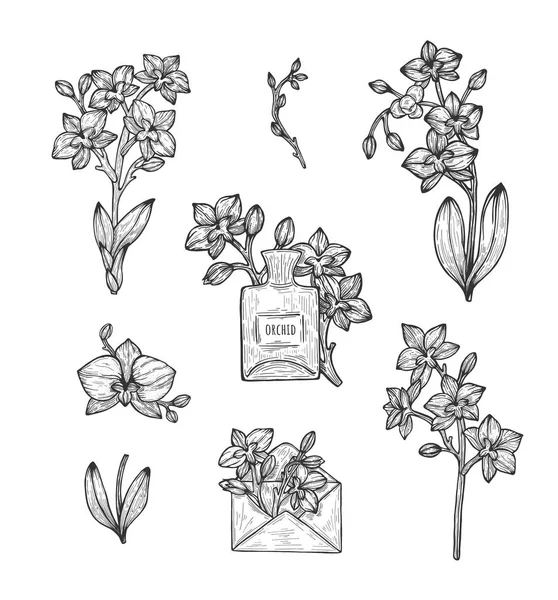 Orquídea Composição Desenho Mão Livre Ilustração Vetorial — Vetor de Stock