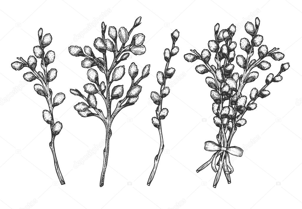 willow branches. Vector illustration. sketch. Eps.