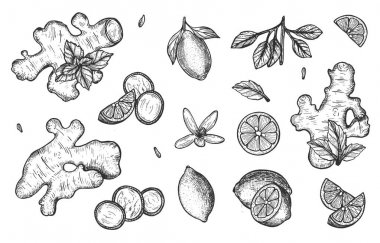 Limonlu ve naneli zencefil. Vektör grafikleri. Serbest çizim. Eps
