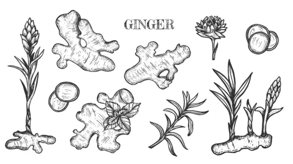 Vector Hand Drawn Ginger Set Root Ginger Pieces Flower Engraved — Stock Vector