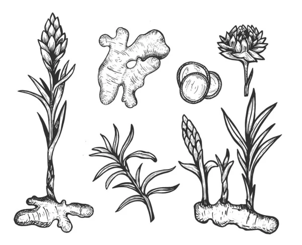 Conjunto Gengibre Desenhado Mão Vetorial Raiz Pedaços Gengibre Flor Ilustração —  Vetores de Stock