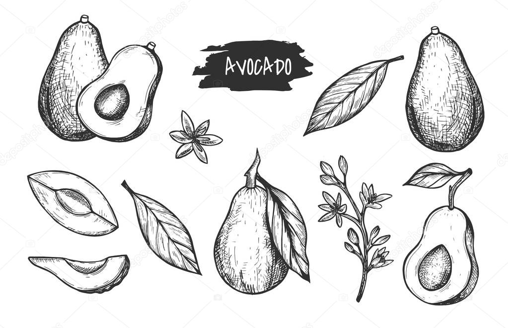 Vector hand drawn detailed avocado set. Sketch illustrations