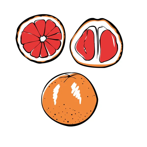 Vektorillustration einer farbigen Grapefruit auf weißem, isoliertem Hintergrund. Shopskizze, Banner, Speisekarte und Logo. — Stockvektor