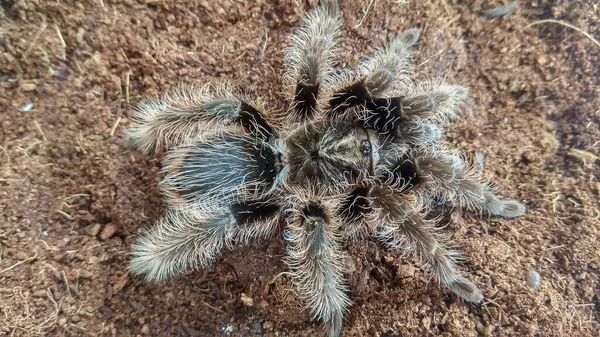 Piękne Czarny Tarantula Zdjęcie — Zdjęcie stockowe