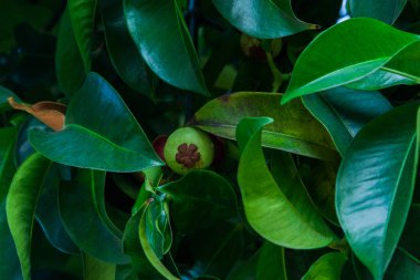 Mangosteen ağaçta yetişir