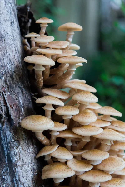 Honey mushrooms grow on a tree