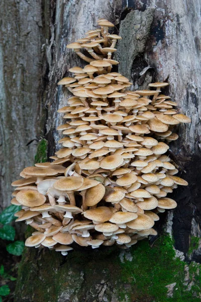 Honey mushrooms grow on a tree