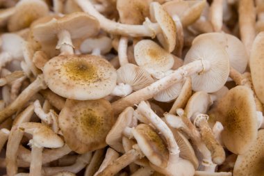 Birçok taze orman bal mantar arka plan kesilmiş