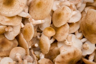 Birçok taze orman bal mantar arka plan kesilmiş