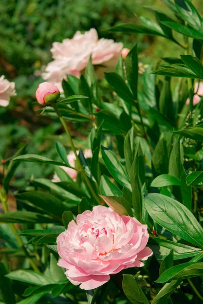 粉红色的牡丹花长在灌木丛中 — 图库照片
