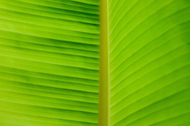 Tam arka planda yeşil muz yaprağı closeup