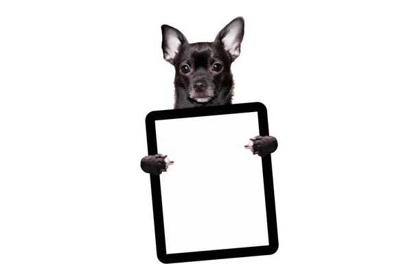 Chihuahua Cão Preto Detém Tablet Fundo Branco Simular — Fotografia de Stock