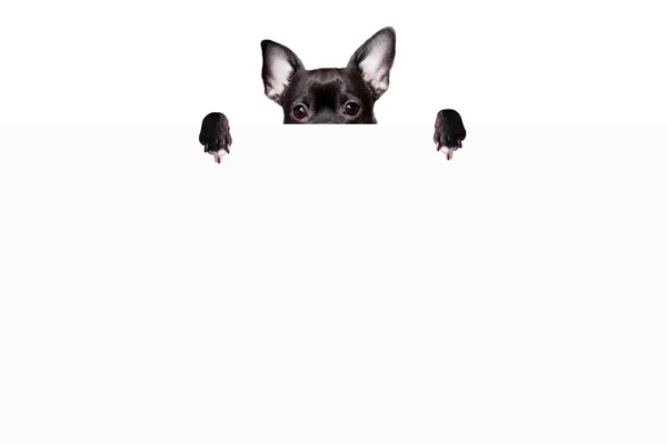 Chihuahua Cão Preto Escondido Atrás Uma Folha Branca Papel Fundo — Fotografia de Stock