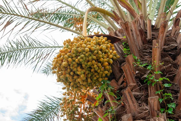 Dates grow on a date palm after rain