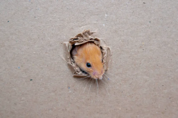 Маленькая Крыса Прогрызла Дыру Коробке — стоковое фото