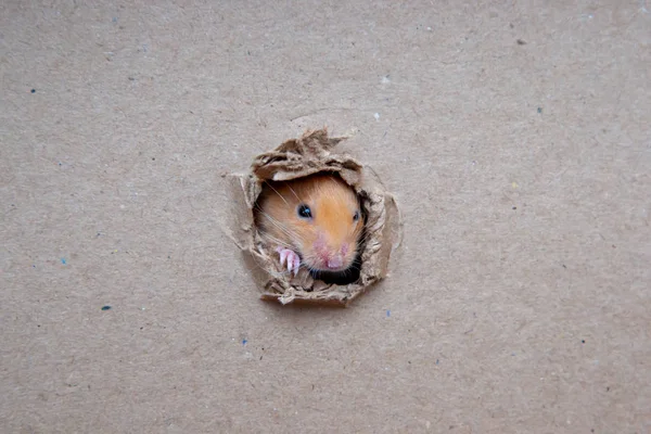 Petit Rat Rongé Trou Dans Boîte — Photo