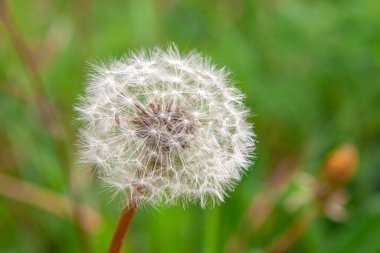 Bahçede olgunlaşmış karahindiba çiçeği