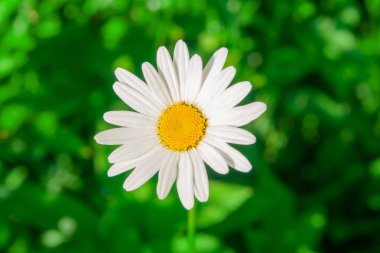 Beyaz papatya açık havada, manzaralı. Yatay fotoğrafçılık.
