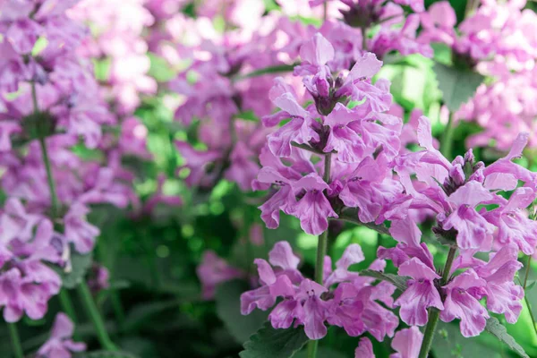 Betonica Officinalis açık hava çiçekleri. Bahçe işleri konsepti. Yatay fotoğrafçılık.