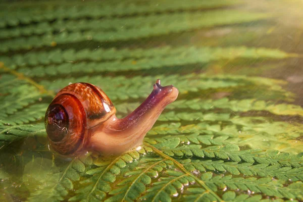 Escargot Rampe Sur Une Fougère Sous Pluie Regarde Soleil Dans — Photo