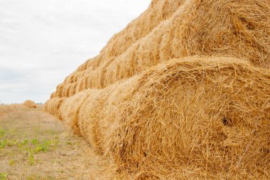 Yazın sonunda sıkıca bükülmüş altın saman yığınları piramidi fotokopi alanı için bir yer. Tarım kavramı