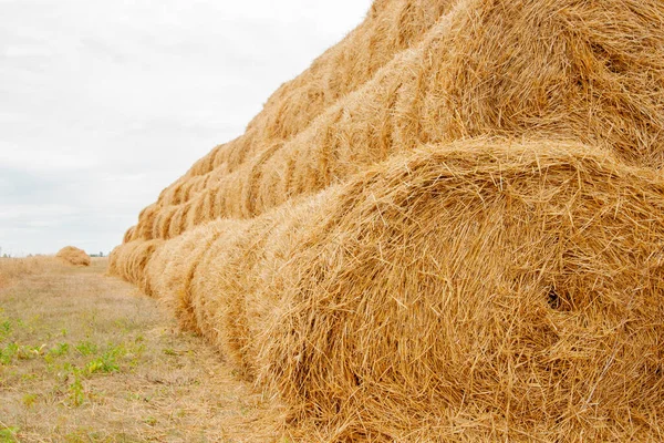 Yazın sonunda sıkıca bükülmüş altın saman yığınları piramidi fotokopi alanı için bir yer. Tarım kavramı