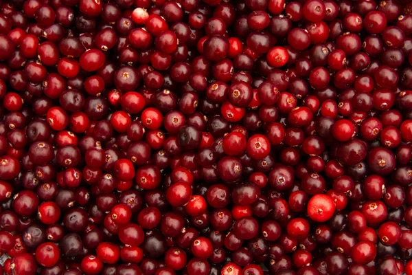 Horizontal Fundo Completo Cranberries Vermelhas Suculentas Feriado Nacional Oxicoco Dia — Fotografia de Stock
