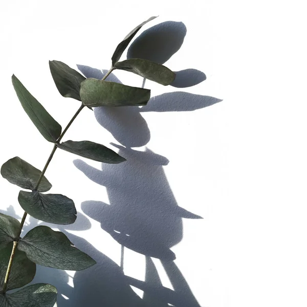 Beyaz arka planda gölgeli taze yaprakları olan yeşil okaliptüs dalı. Tasarımcı için örnek olarak kullanılabilir. 