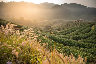 Organik çay çiftliği. Çay çiftliği 2000 Doi Ang Khang