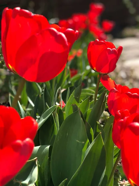Tulpanerna Blommar Utanför Mitt Fönster — Stockfoto