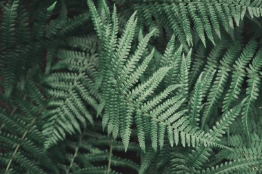 Taze doğal yapraklar. Genç yeşil eğreltiotu yapraklarıyla yapılmış güzel bir tropikal arka plan. Karanlık ve karamsar bir his. Seçici odaklanma. Boşluk yok. Tasarım kavramı. Düz, sade ışıklandırma.