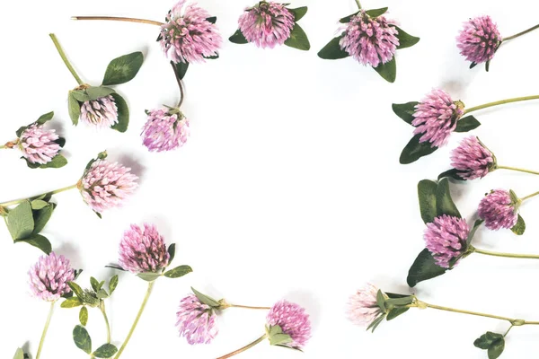 Knapweed çiçeklerinin parlak çiçek arkaplanı