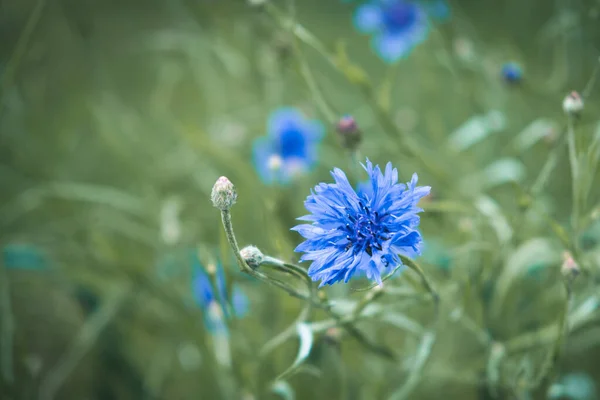 Knapweed çiçeklerinin parlak çiçek arkaplanı