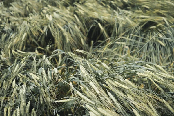 Background Made Ripening Rye Fields Spring Day Sunshine View — Stock Photo, Image