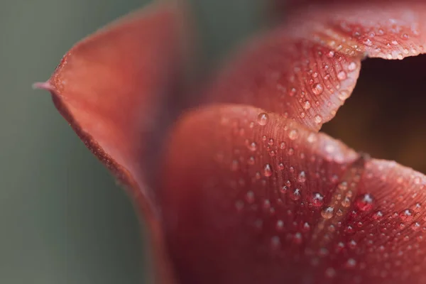 Kırmızı lale çiçeğinin üzerine su damlaları düşer. Yaprak makrosu. Su damlaları hala Tulip 'te..