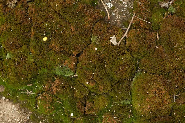 Dark Green Light Green Moss Flat Surface Old Concrete Slab — Stock Photo, Image