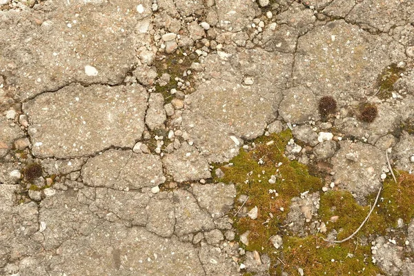 Koyu yeşil ve açık yeşil yosun eski bir beton levhanın düz yüzeyinde çıplak çakıl taşları karışımı.