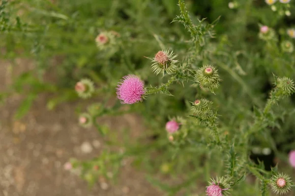 Geniş bir Thistle Bush, geçmişi bulanık. Yeşil çimenlerin üzerinde güzel bir devedikeni çiçeği.