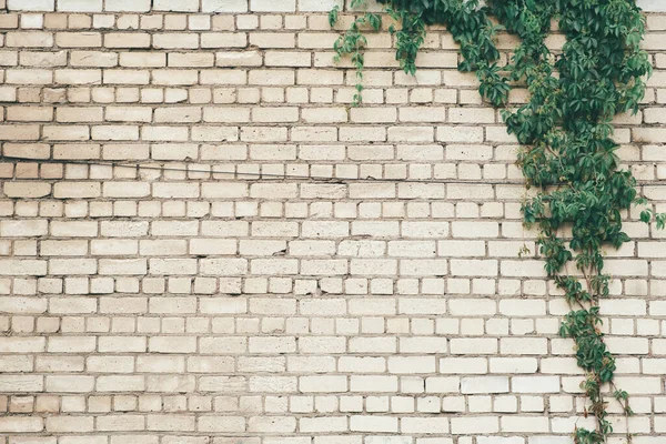 Climber plant with white brick wall background.Old brick wall with green tree.Grungy white brick wall.Dirty brick wall.