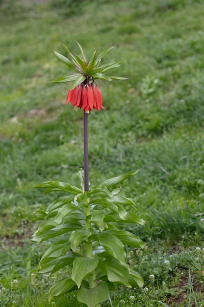 Ters Lale アナトリアの地理に属する固有種である 逆チューリップ 世界でも珍しい花の一つです 泣いている花嫁 — ストック写真