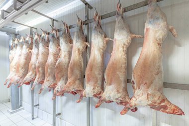 Bir sürü donmuş kuzu leşi bir kasapta asılı duruyor. Helal kesiği.